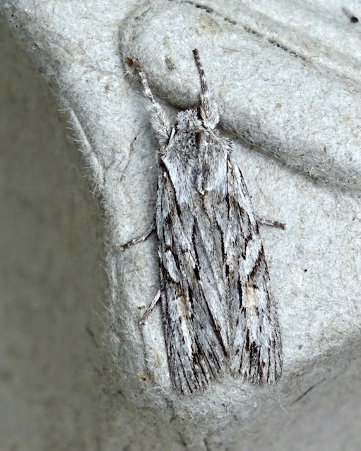 Blair's shoulder knot